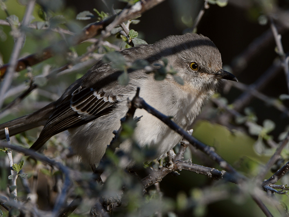 Mockingbird2.jpg