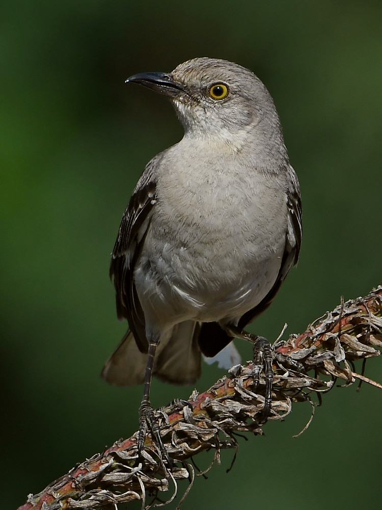 Mockingbird2.jpg