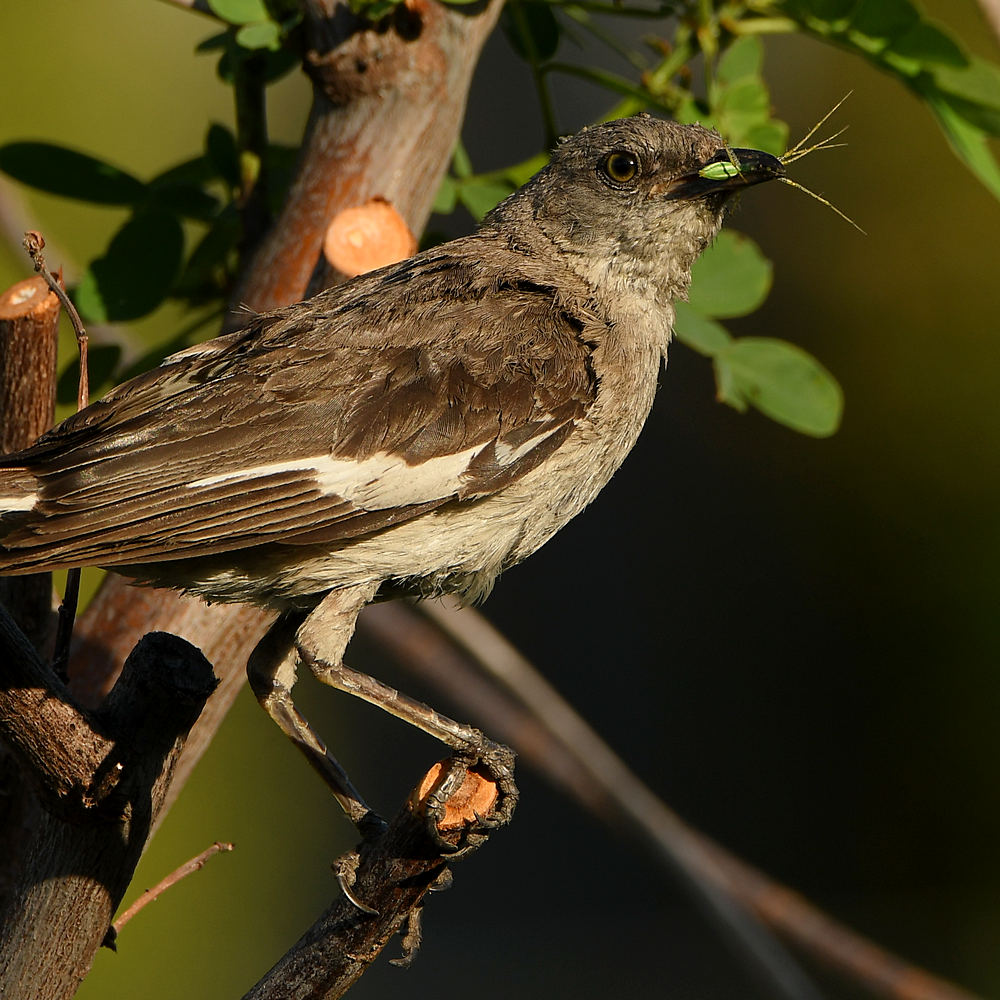 Mockingbird2.jpg