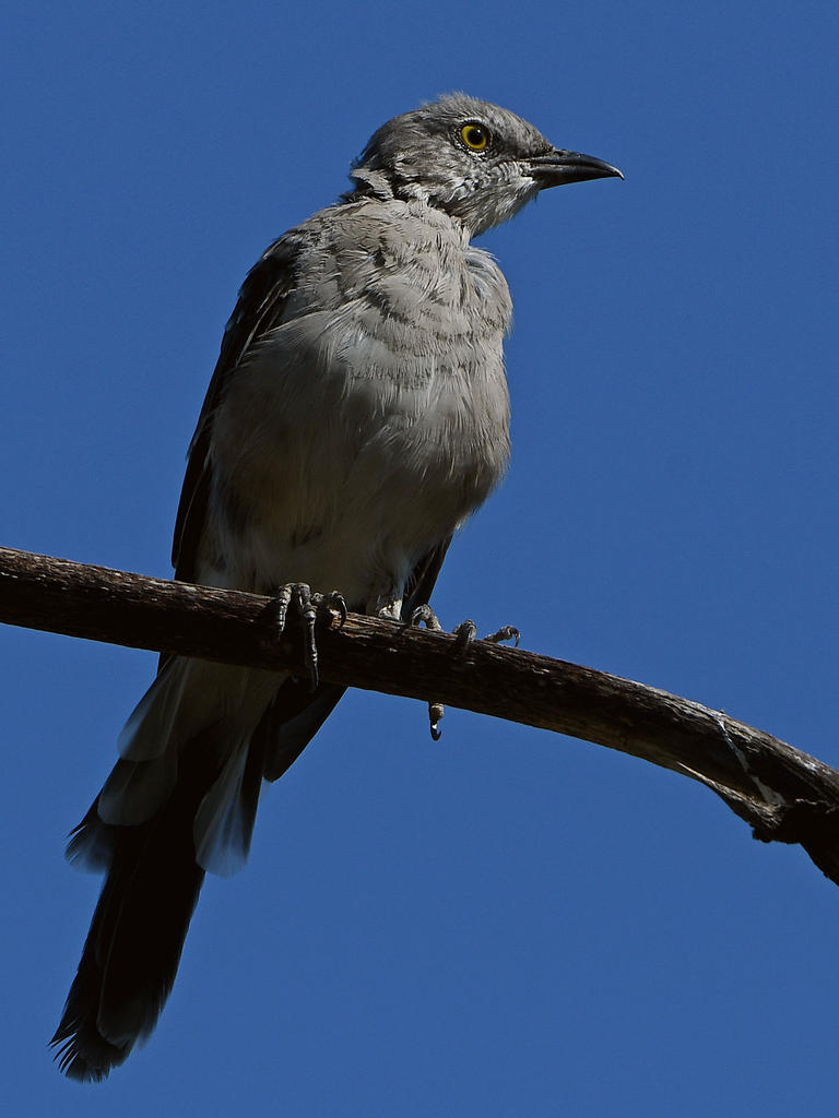 Mockingbird2.jpg
