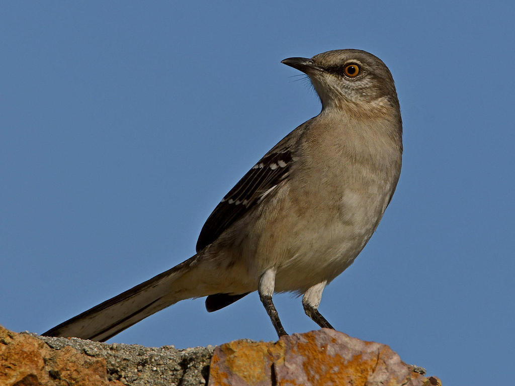 Mockingbird2.jpg