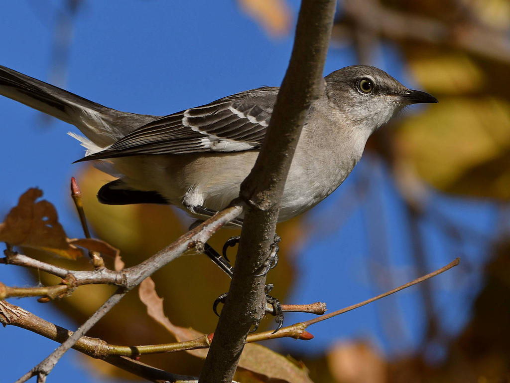 Mockingbird2.jpg