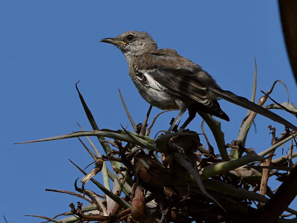 Mockingbird2.jpg