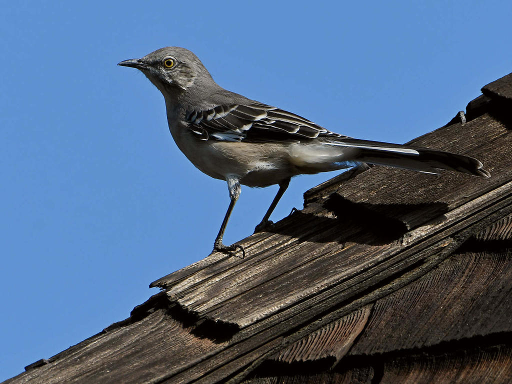 Mockingbird2.jpg