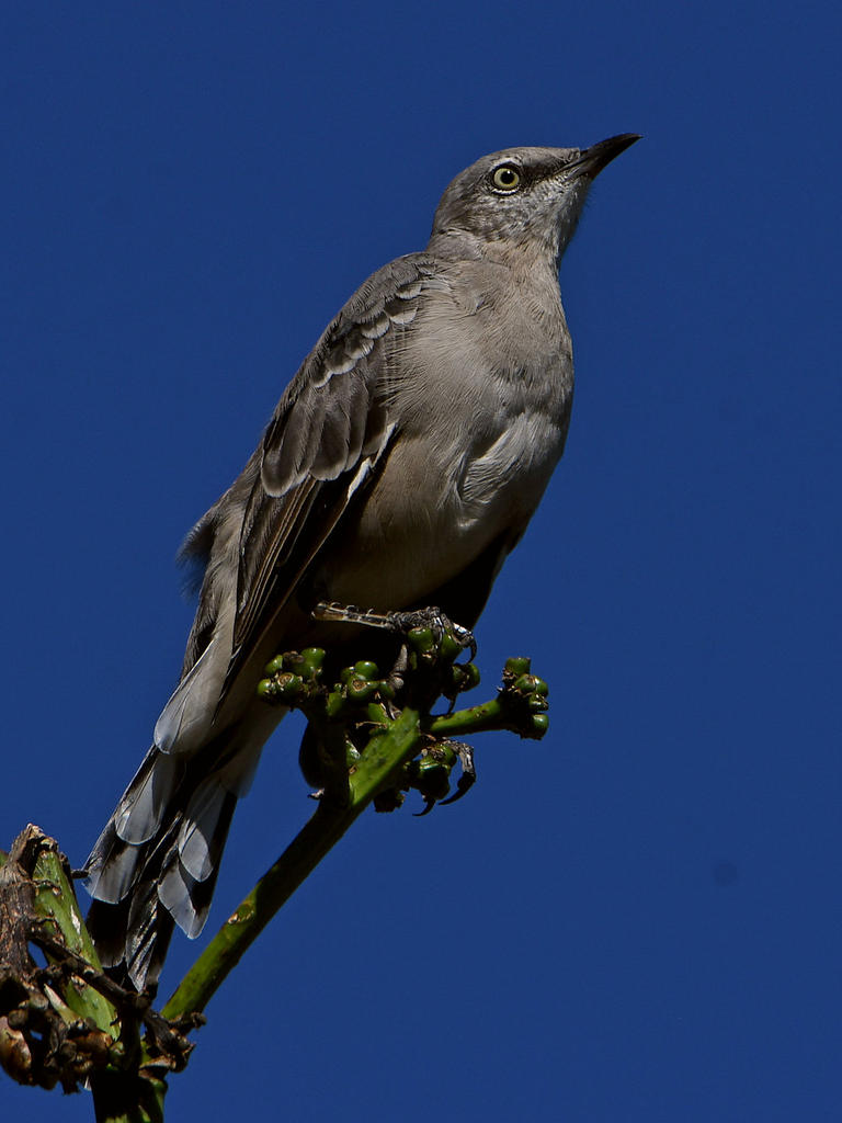 Mockingbird2.jpg
