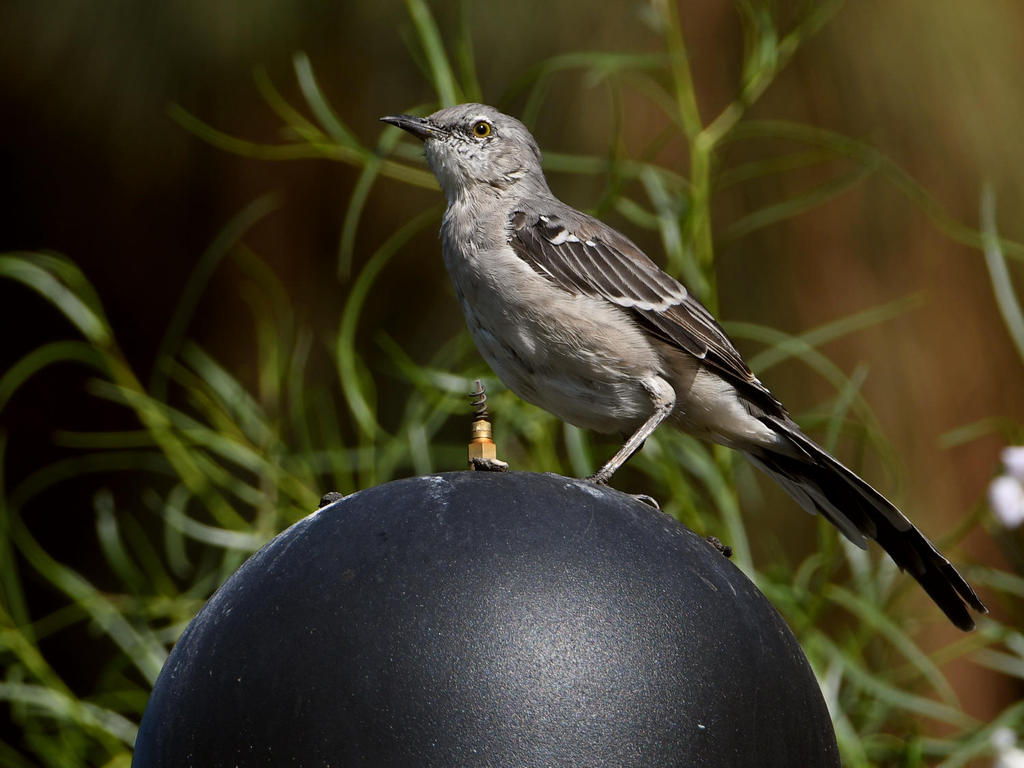 Mockingbird2.jpg