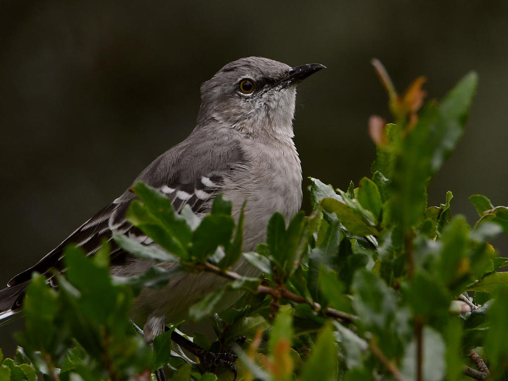 Mockingbird2.jpg