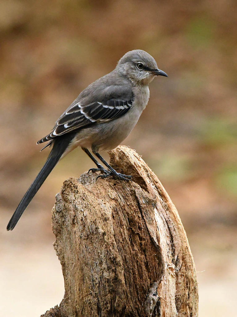 Mockingbird2.jpg