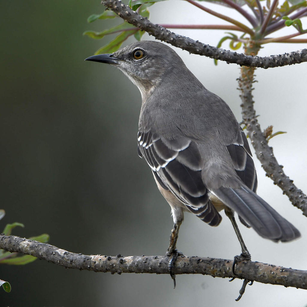Mockingbird2.jpg