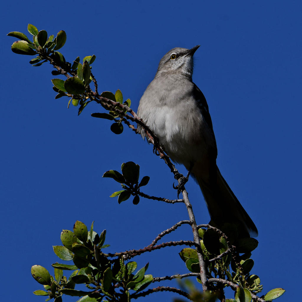Mockingbird2.jpg