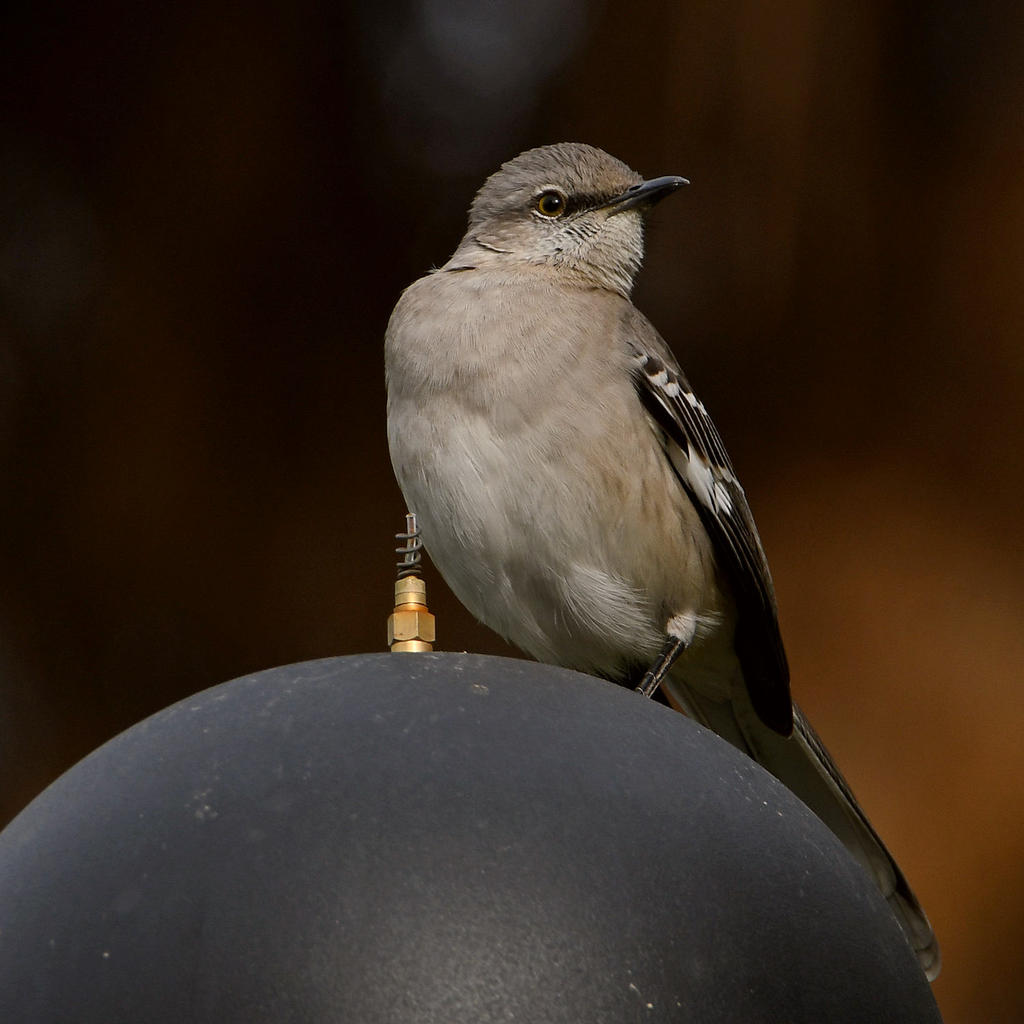 Mockingbird2.jpg