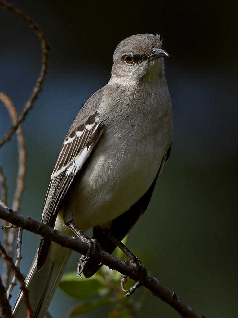 Mockingbird2.jpg