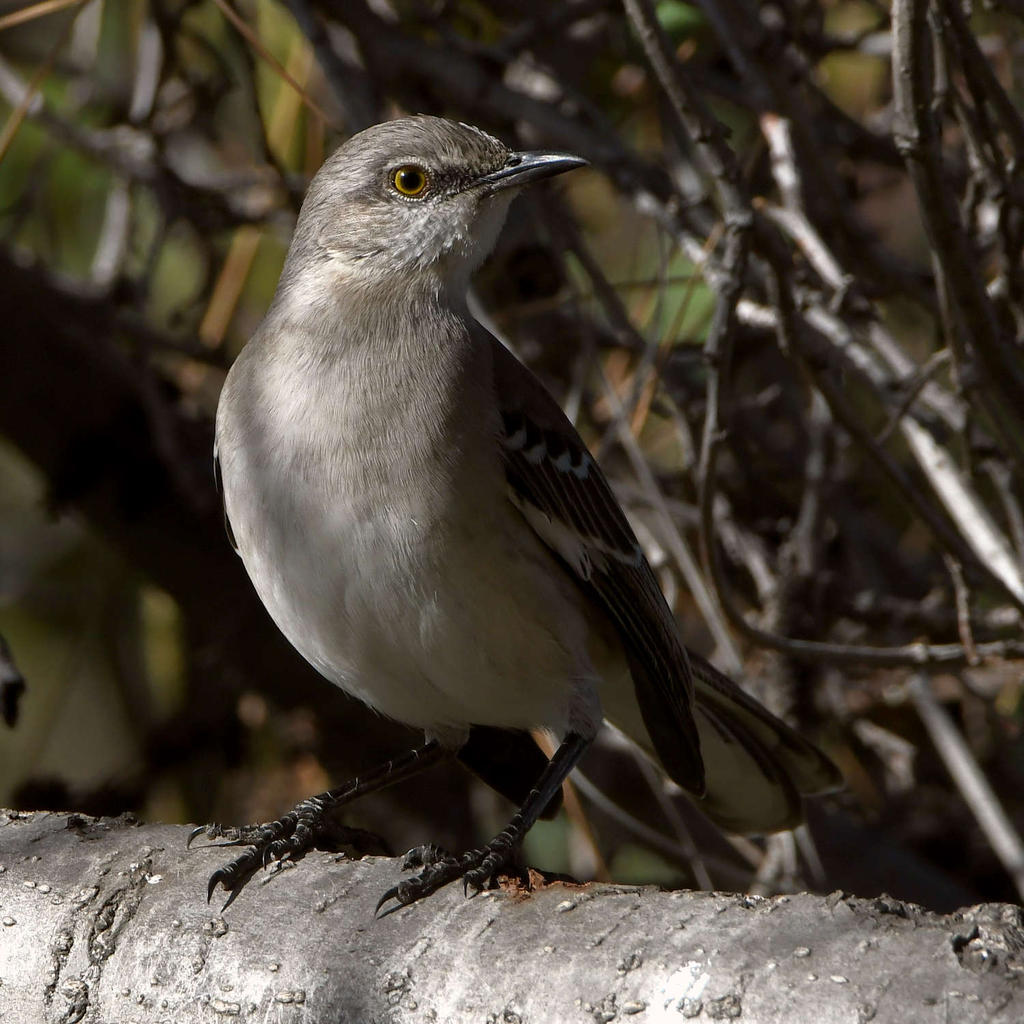 Mockingbird2.jpg