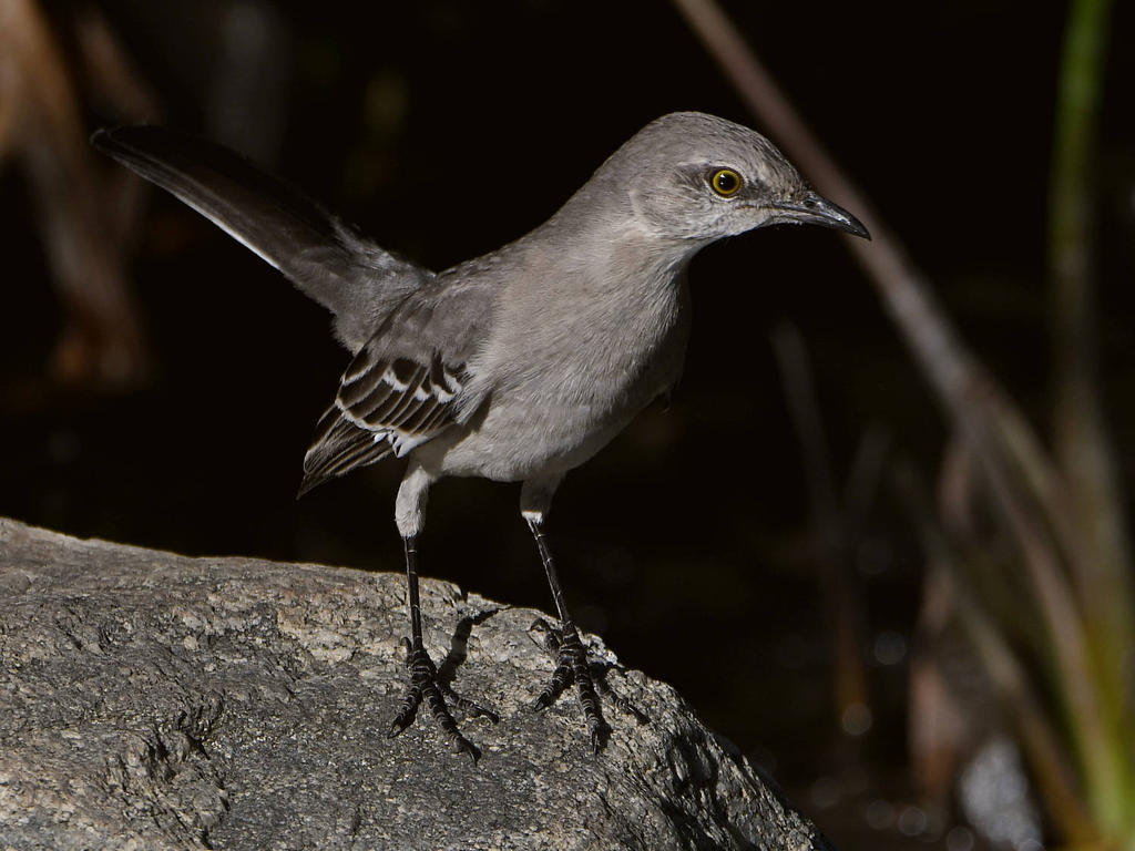 Mockingbird2.jpg