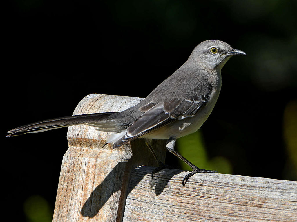 Mockingbird2.jpg