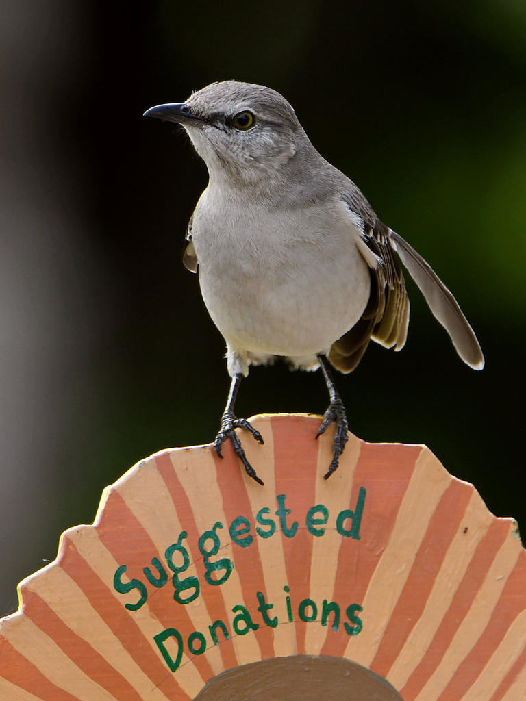 Mockingbird2.jpg