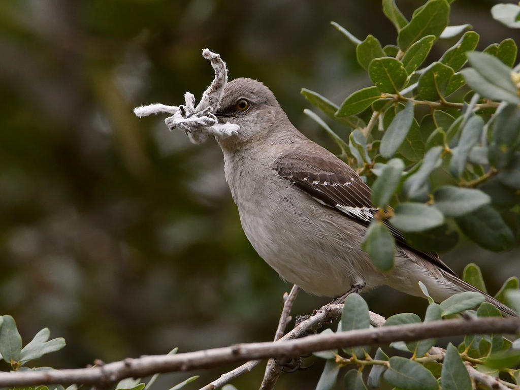 Mockingbird2.jpg