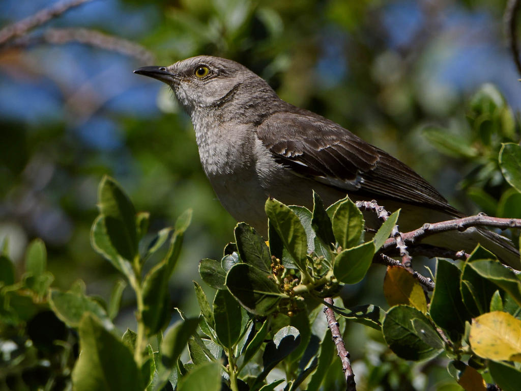 Mockingbird2.jpg