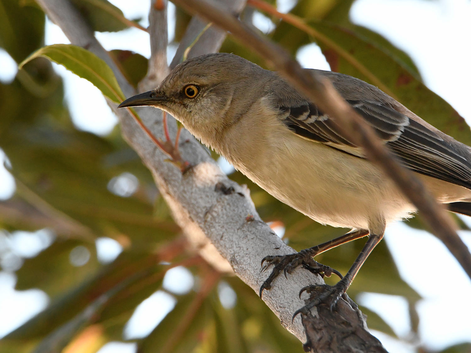 Mockingbird2.jpg