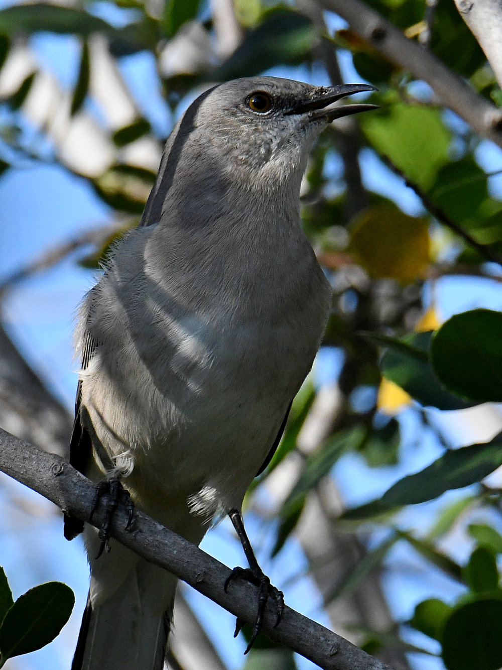Mockingbird2.jpg