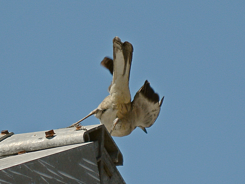 Mockingbird2.jpg