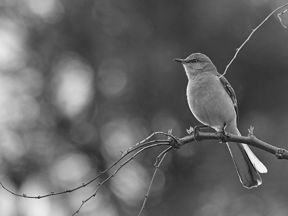 Mockingbird2BW_2015_03_19.jpg