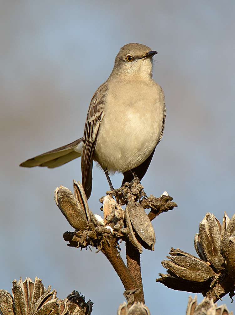 Mockingbird3.jpg