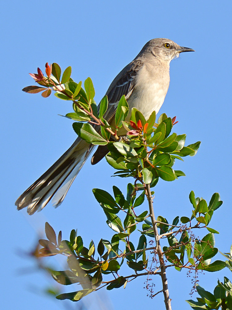 Mockingbird3.jpg