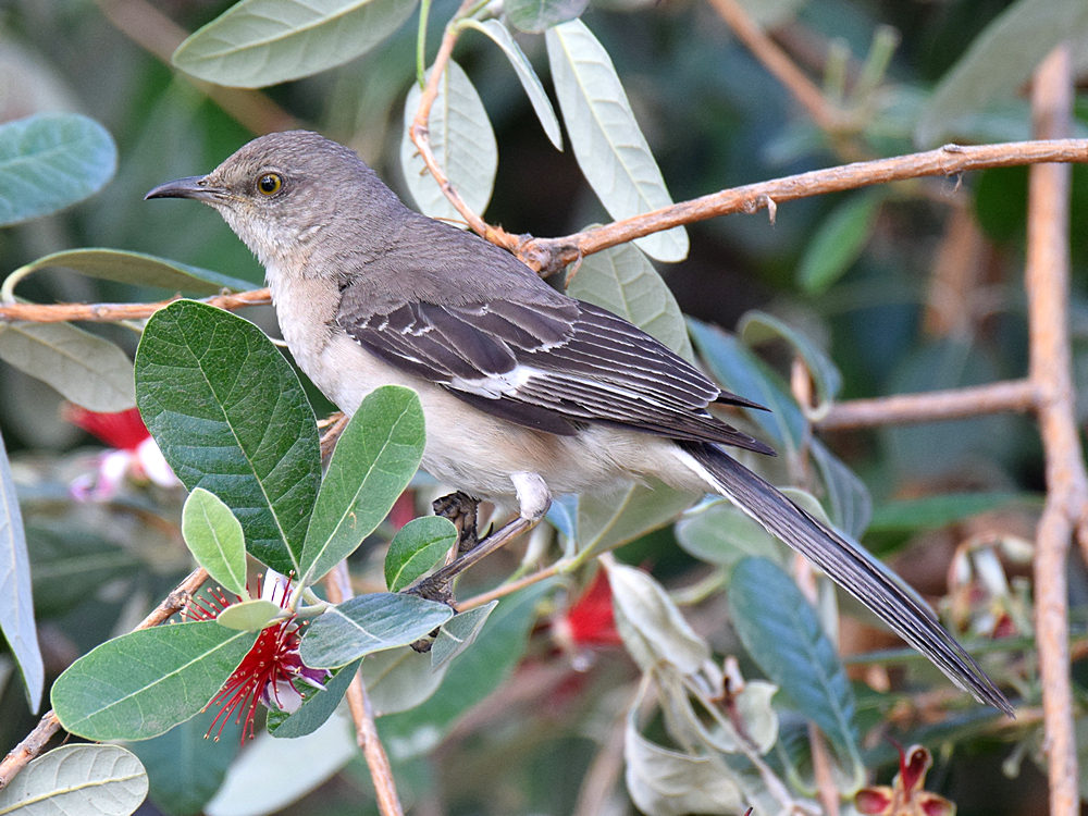 Mockingbird3.jpg