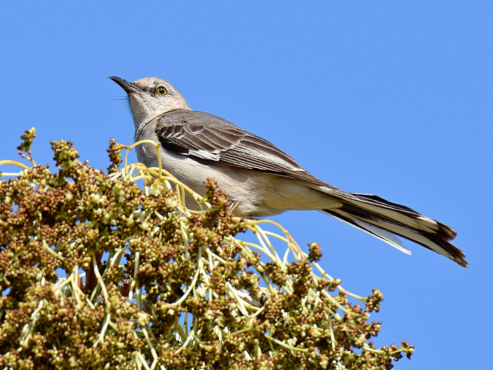 Mockingbird3.jpg