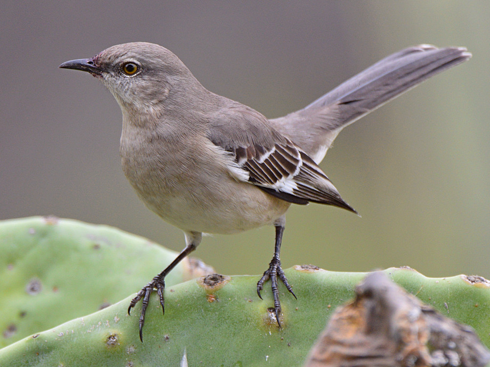 Mockingbird3.jpg