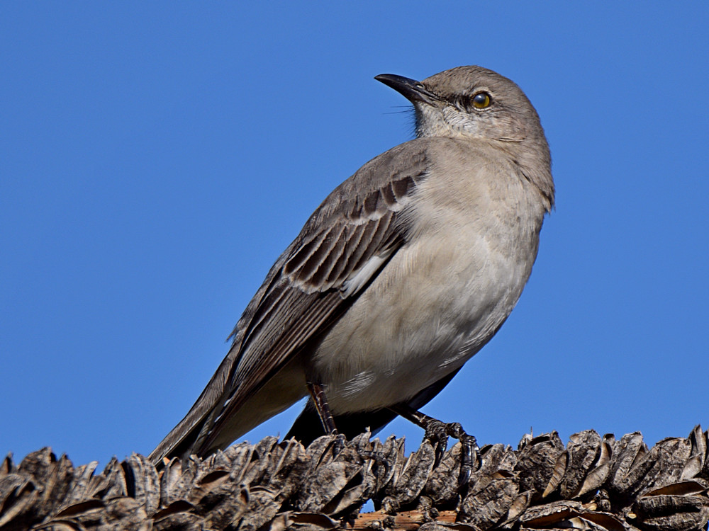 Mockingbird3.jpg