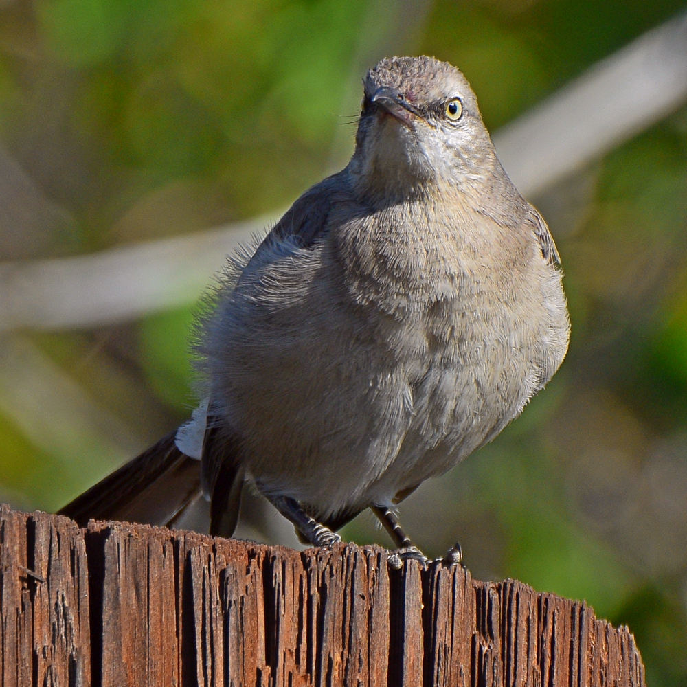 Mockingbird3.jpg