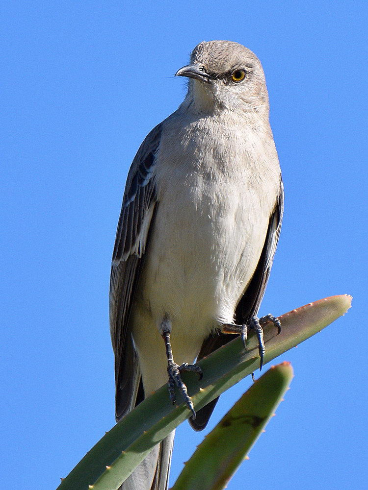 Mockingbird3.jpg