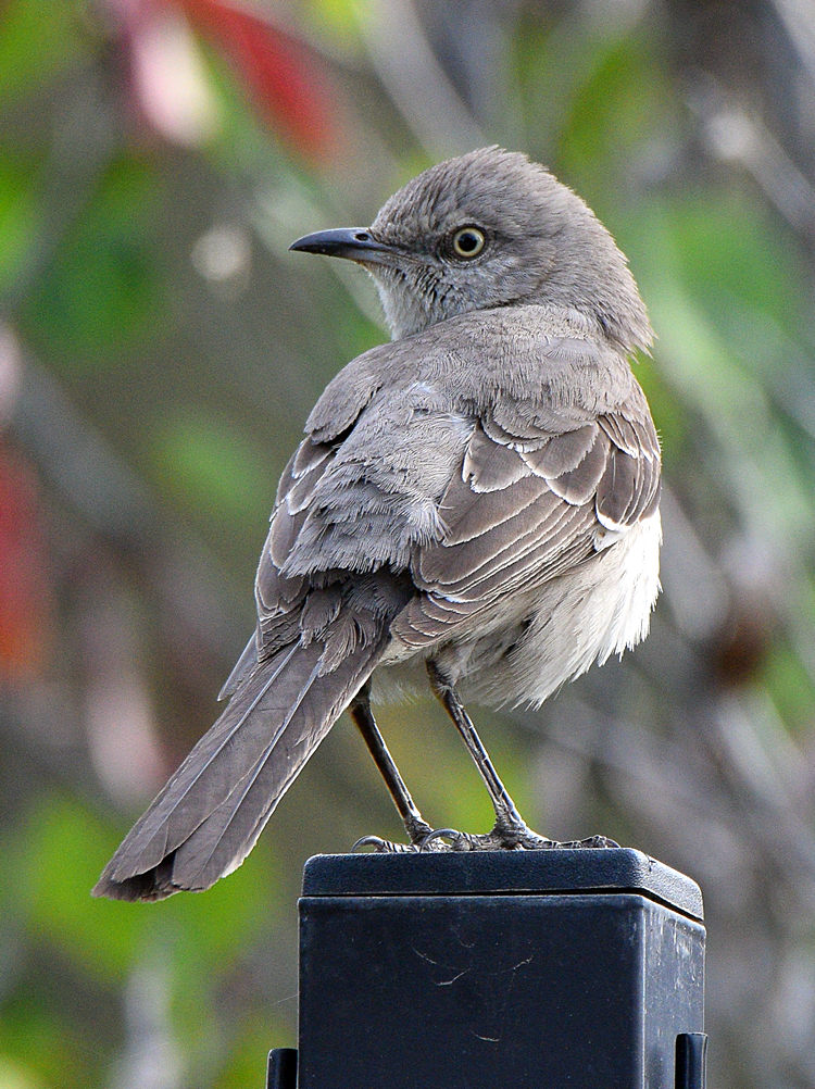 Mockingbird3.jpg
