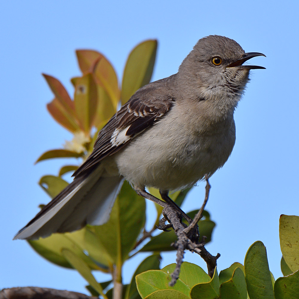 Mockingbird3.jpg