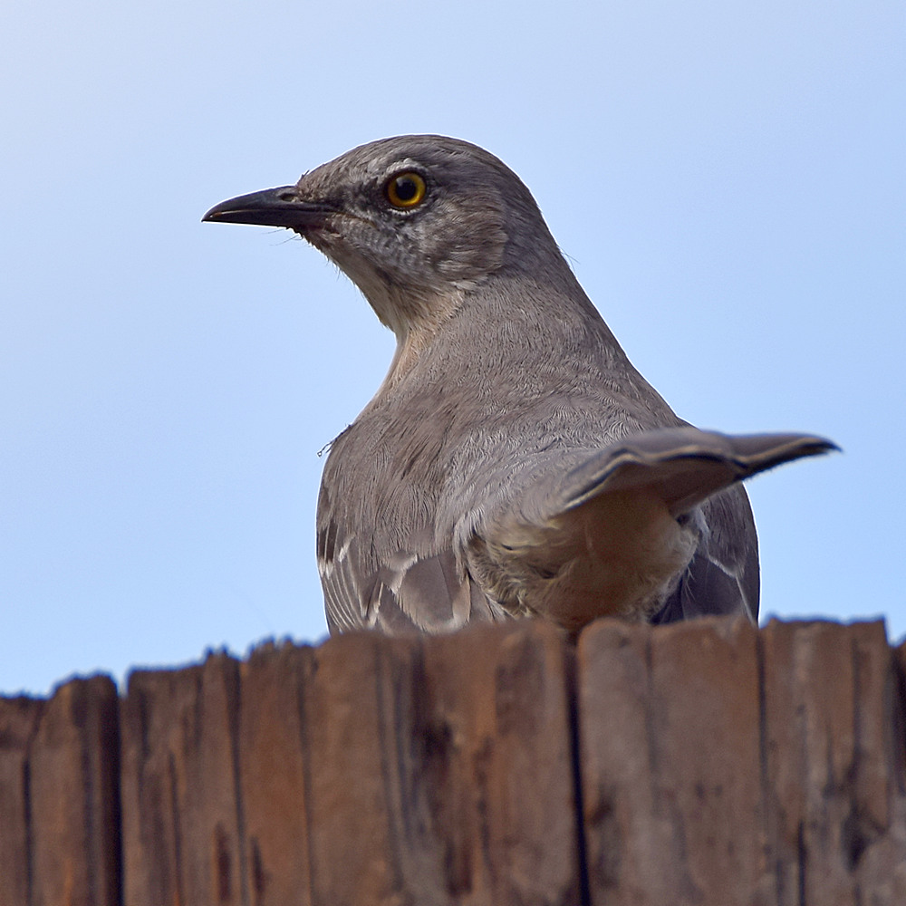 Mockingbird3.jpg