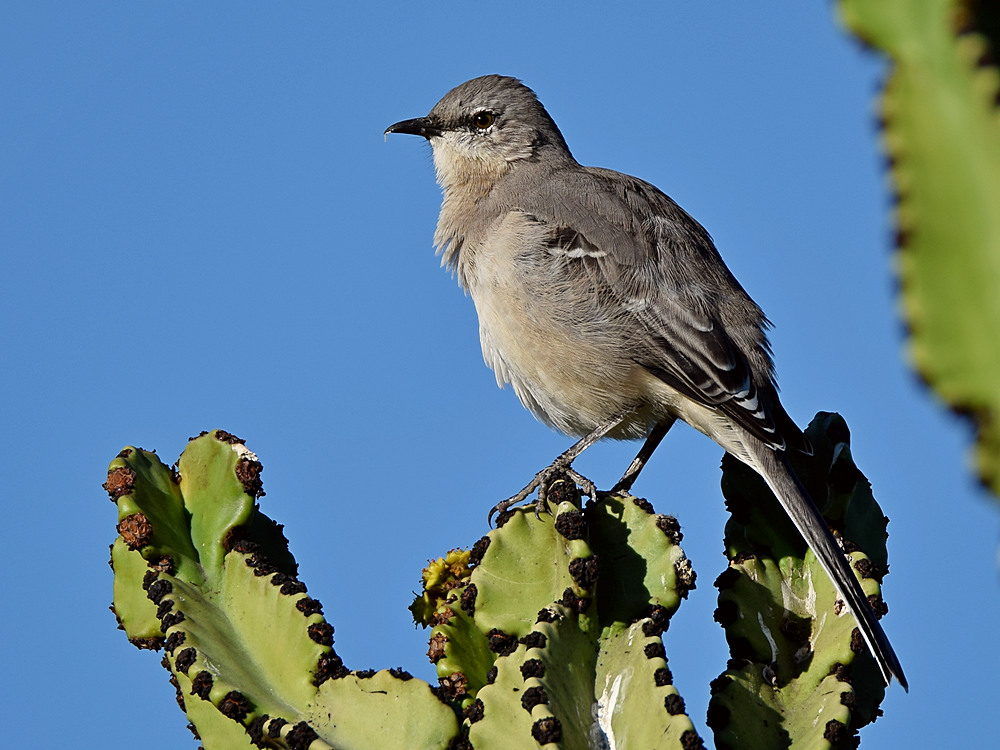 Mockingbird3.jpg