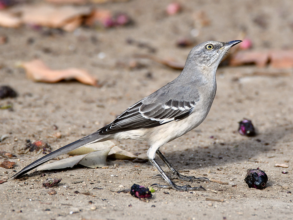 Mockingbird3.jpg