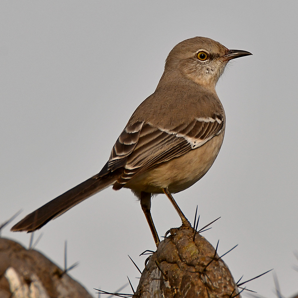 Mockingbird3.jpg