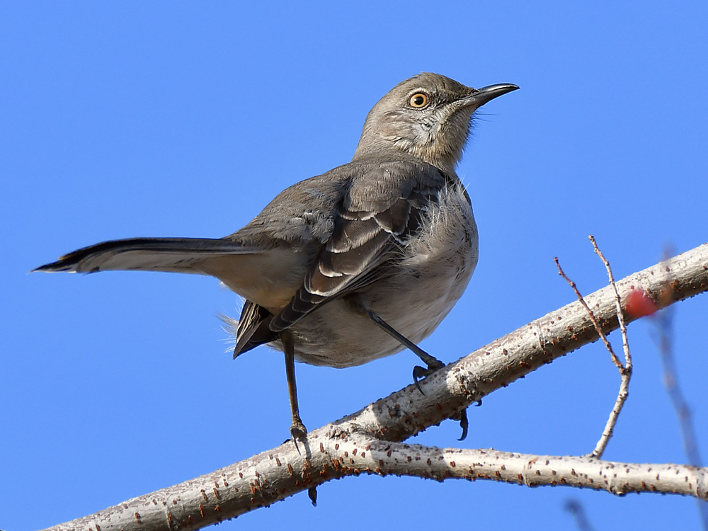 Mockingbird3.jpg