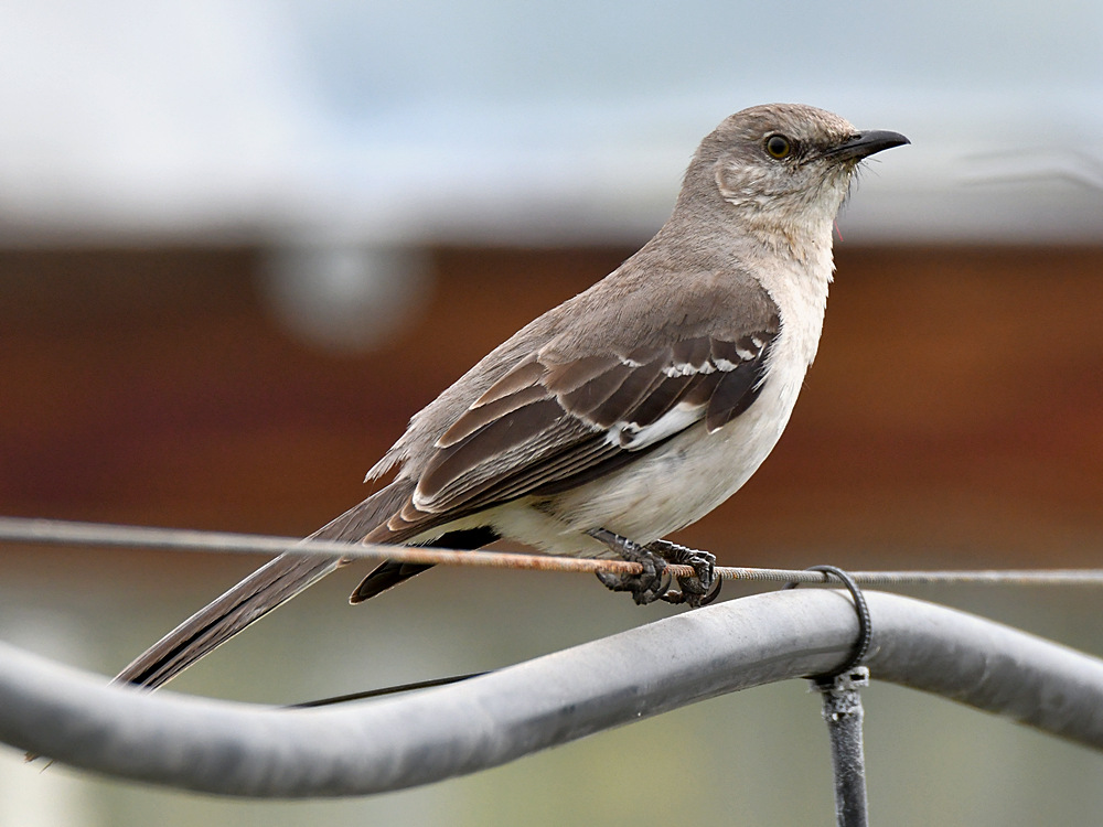 Mockingbird3.jpg