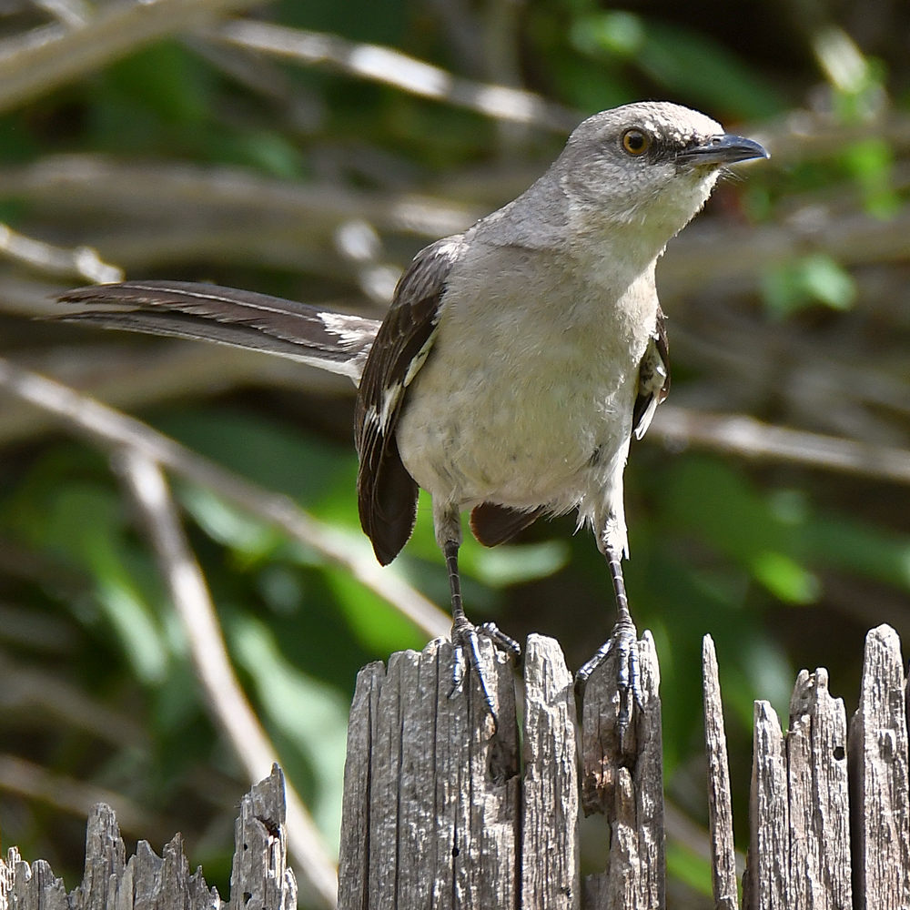 Mockingbird3.jpg