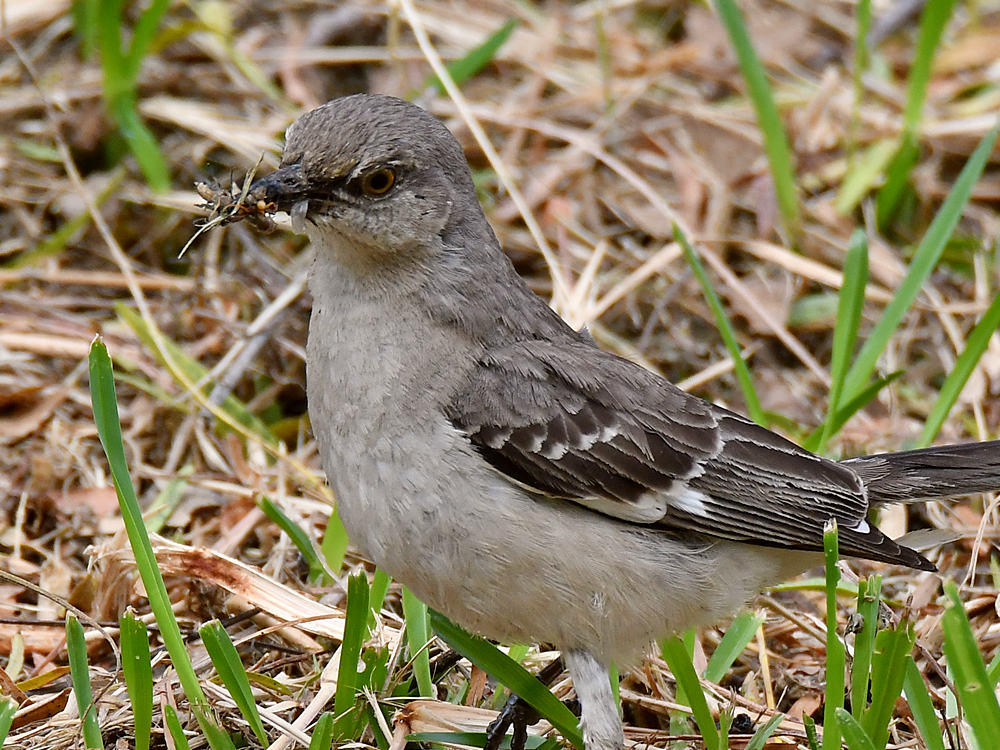 Mockingbird3.jpg