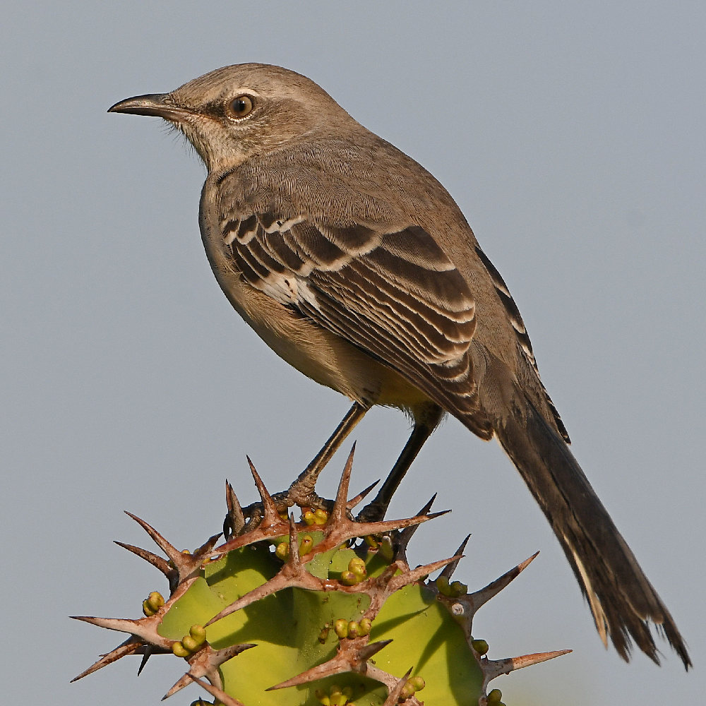 Mockingbird3.jpg