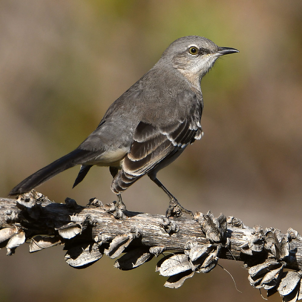Mockingbird3.jpg