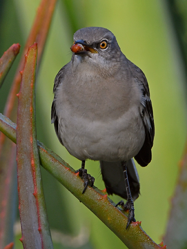 Mockingbird3.jpg