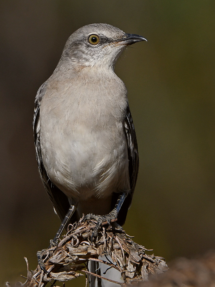 Mockingbird3.jpg
