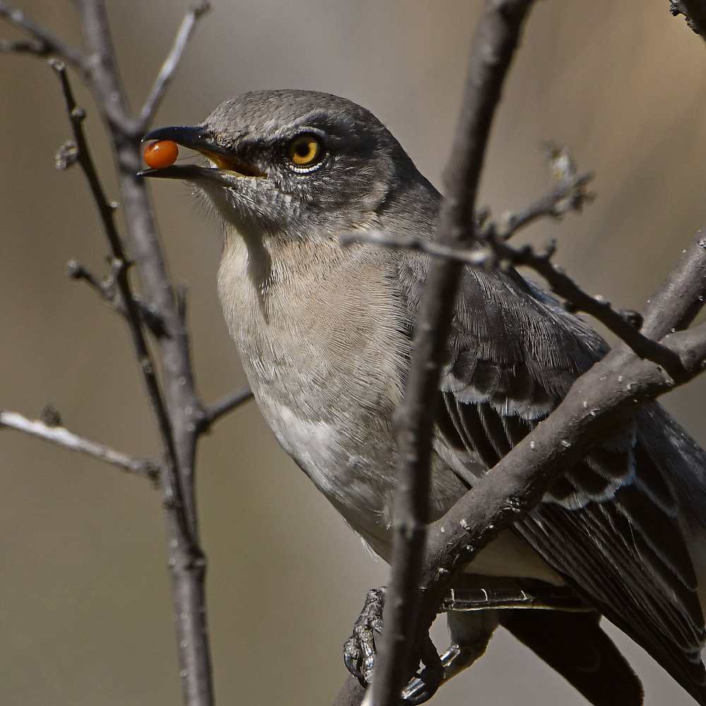 Mockingbird3.jpg