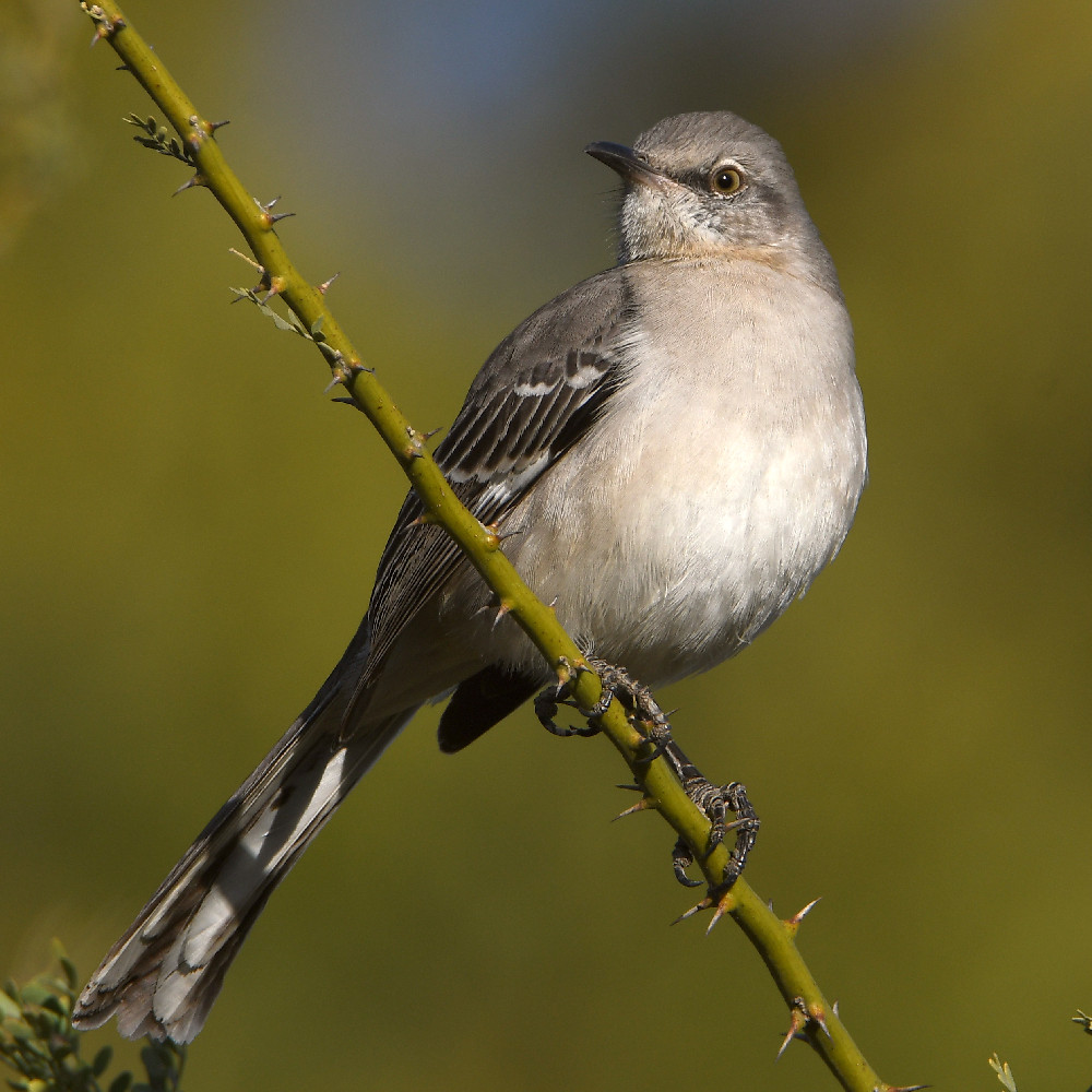 Mockingbird3.jpg